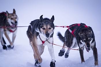 犬ぞり Amazon | Neewa ネックライン リード犬をつなぐ 犬用そり バイク